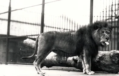 Lion nommé 